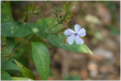 Eranthemum capense var. concanense